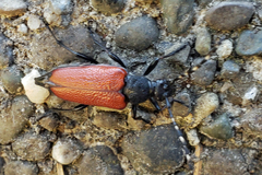 Stictoleptura canadensis