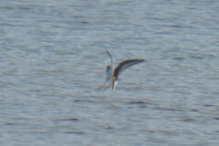 Charadriiformes