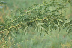Prosopis juliflora