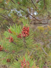 Pinus contorta contorta