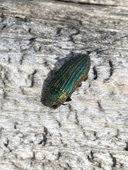 Buprestis