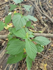 Achyranthes japonica