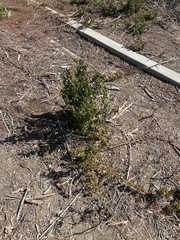 Baccharis pilularis