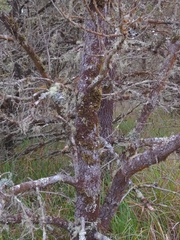 Pinus contorta contorta