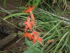 Silene laciniata