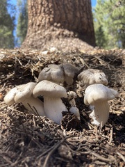 Lyophyllum