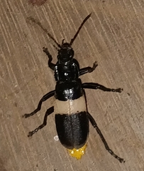 Chauliognathus tripartitus