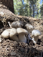 Lyophyllum