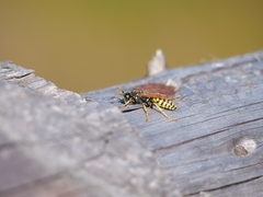 Polistes dominula