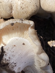 Lyophyllum