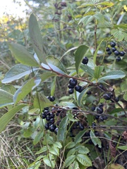Aronia melanocarpa