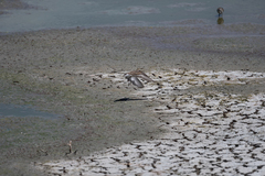 Charadriiformes