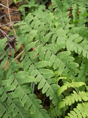 Thelypteris palustris