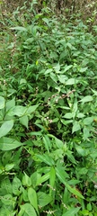 Persicaria posumbu