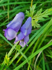 Aconitum variegatum