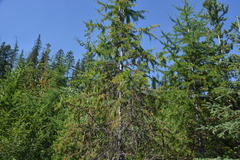 Larix occidentalis