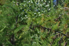 Larix occidentalis