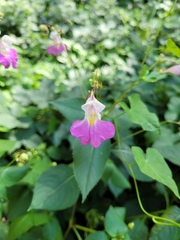 Impatiens balfourii