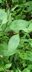 Persicaria posumbu