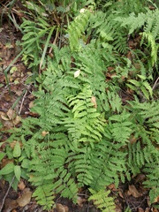 Thelypteris palustris