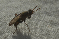 Coremacera marginata