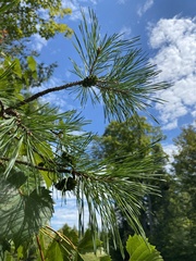 Pinus resinosa