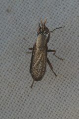 Coremacera marginata