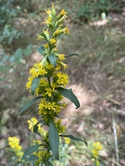 Solidago virgaurea