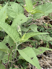 Ambrosia ambrosioides