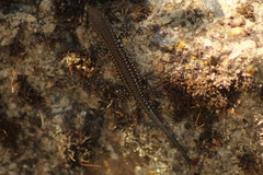 Podarcis guadarramae