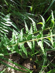 Dryopteris cristata