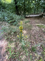 Solidago virgaurea