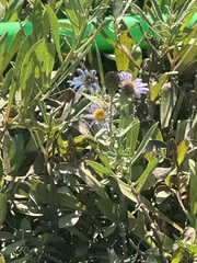 Symphyotrichum chilense