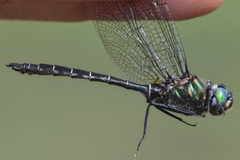 Somatochlora hudsonica