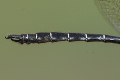 Somatochlora hudsonica