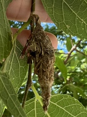 Thyridopteryx ephemeraeformis