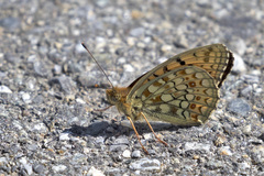 Argynnis niobe