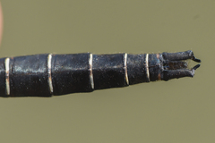 Somatochlora hudsonica