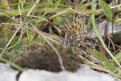 Argynnis niobe