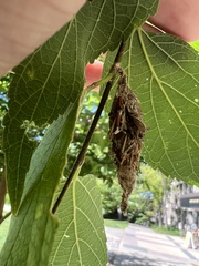 Thyridopteryx ephemeraeformis