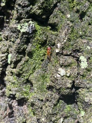 Camponotus floridanus