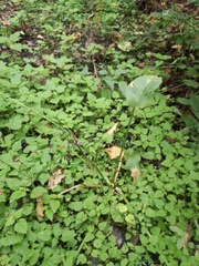 Alisma plantago-aquatica