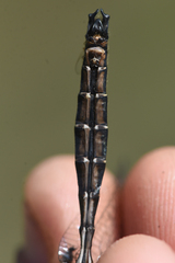 Somatochlora hudsonica