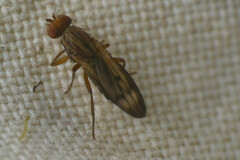 Opomyzidae