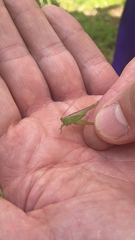 Conocephalus fasciatus