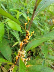 Cuscuta gronovii