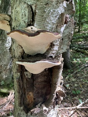 Ganoderma megaloma