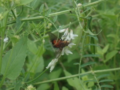 Tachininae
