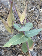 Asclepias cordifolia