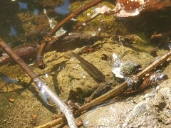 Actinopterygii